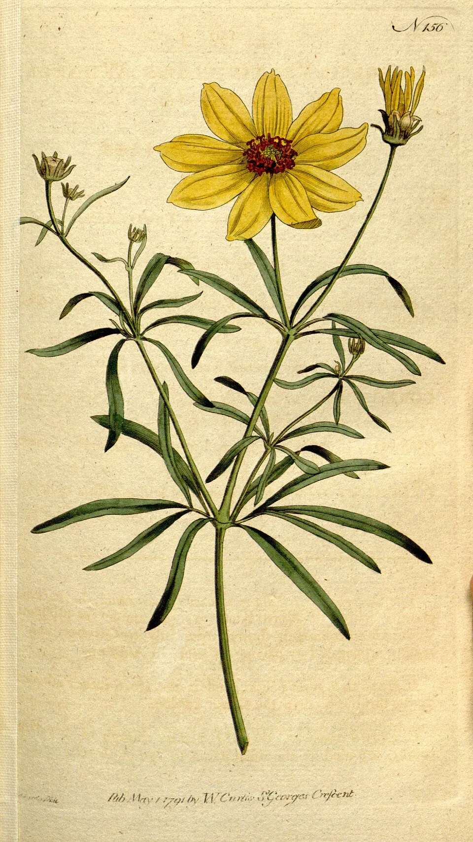 Keskenylevelű menyecskeszem / Coreopsis verticillata 'Route 66'