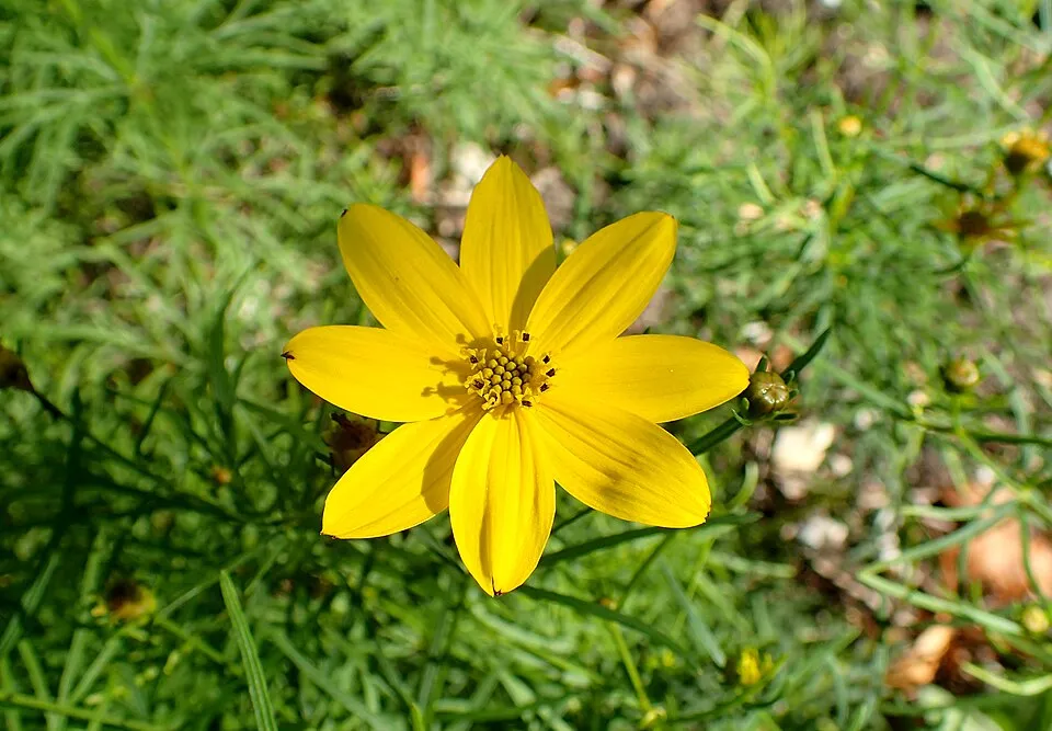 Keskenylevelű menyecskeszem / Coreopsis verticillata 'Route 66'