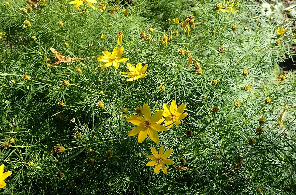 Keskenylevelű menyecskeszem / Coreopsis verticillata 'Route 66'