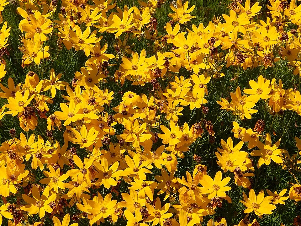 Keskenylevelű menyecskeszem / Coreopsis verticillata 'Route 66'