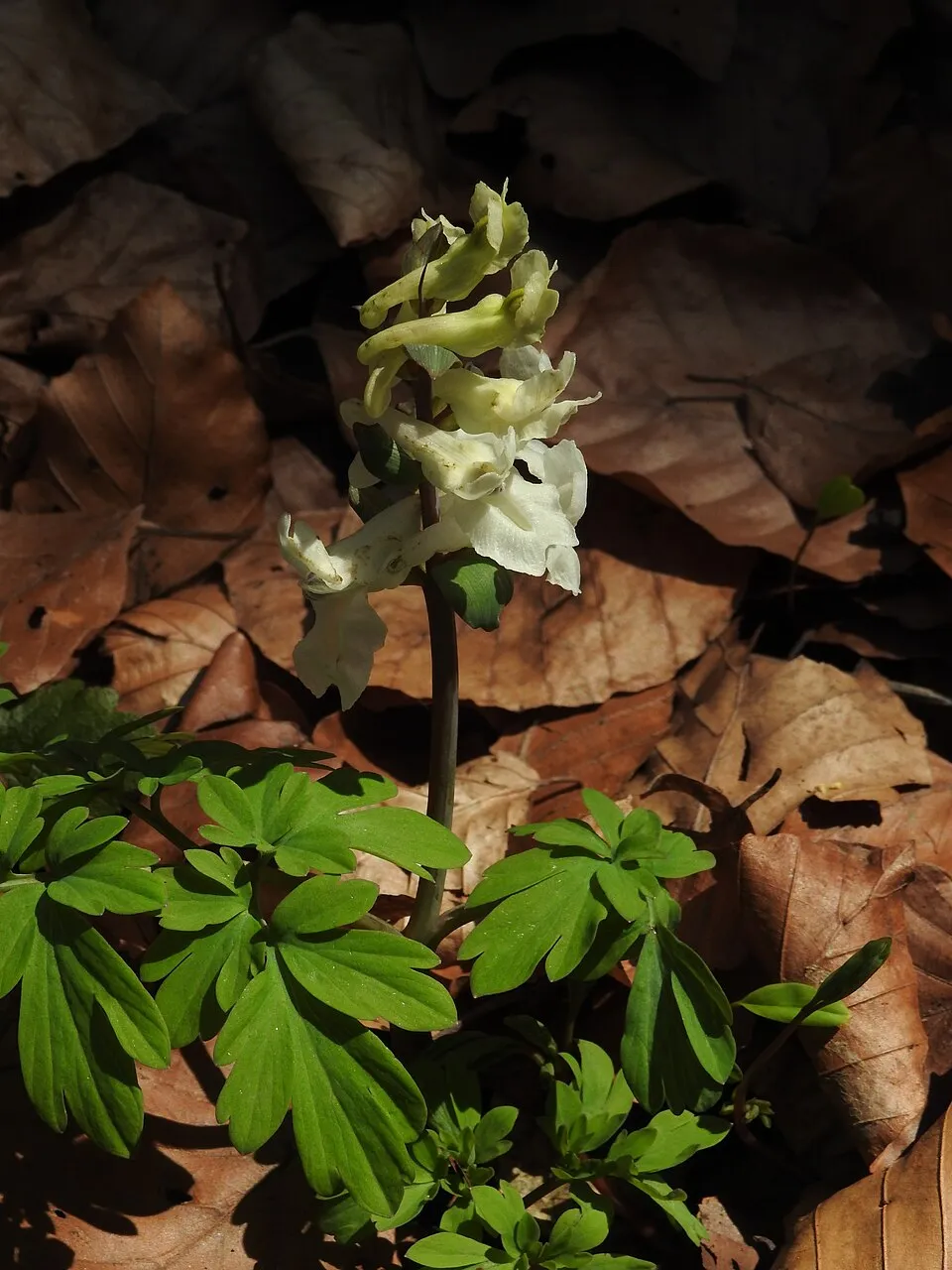 Keltike / Corydalis 'Porcelain Blue'