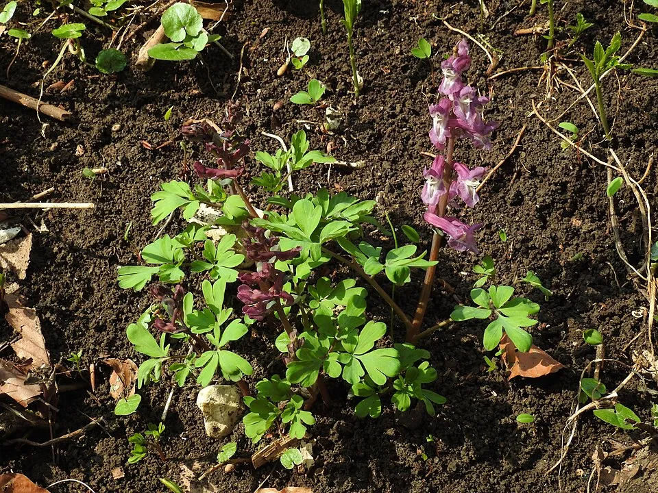 Keltike / Corydalis 'Porcelain Blue'