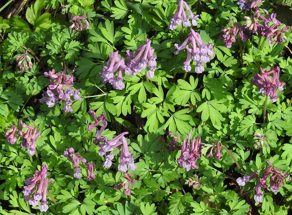 Keltike / Corydalis 'Porcelain Blue'
