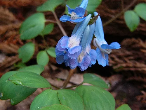 Keltike / Corydalis 'Porcelain Blue'