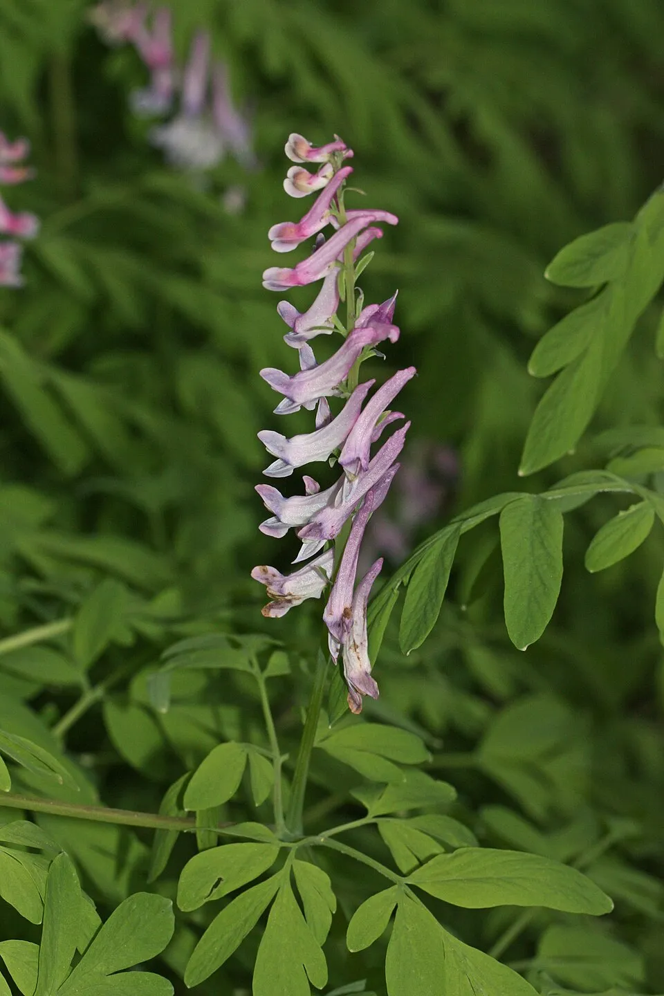 Keltike / Corydalis 'Porcelain Blue'