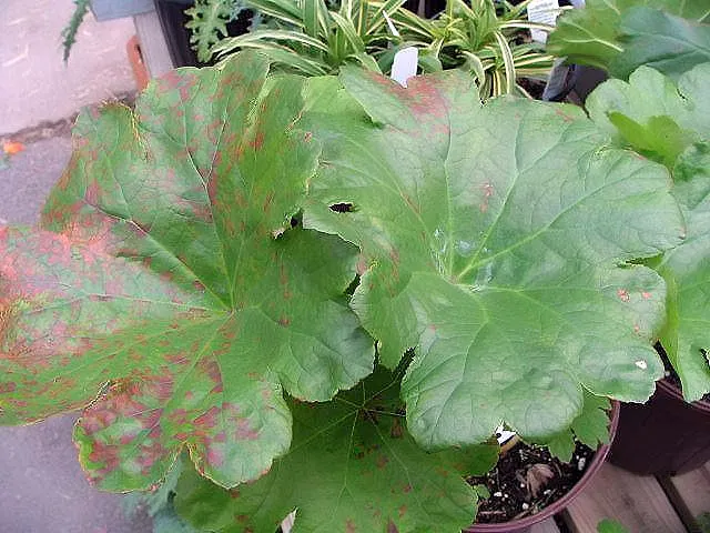 Pajzslevél / Darmera peltata 'Nana'