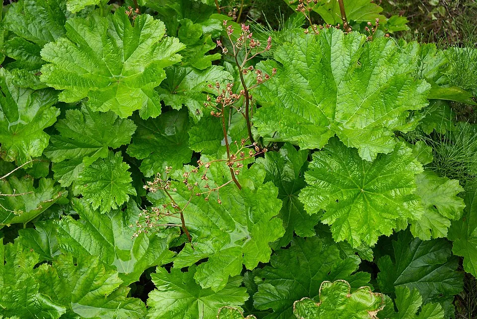 Pajzslevél / Darmera peltata 'Nana'