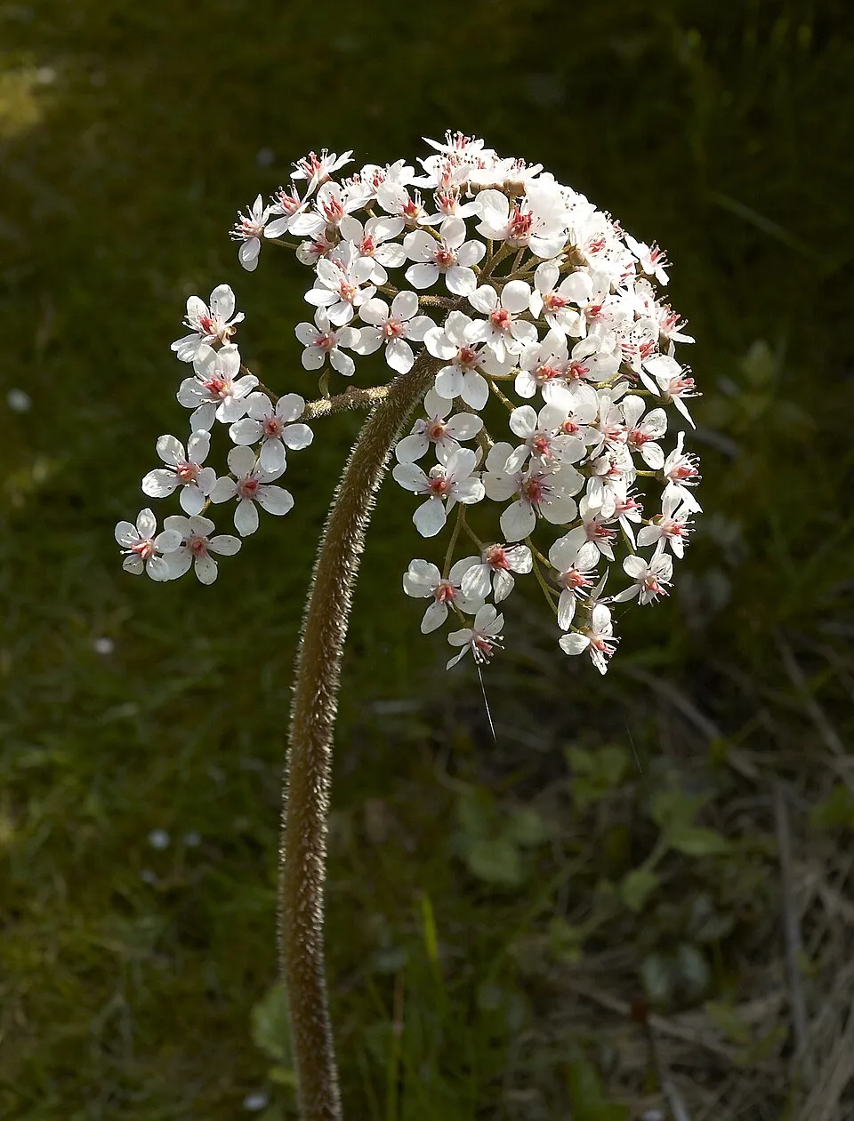 Pajzslevél / Darmera peltata 'Nana'
