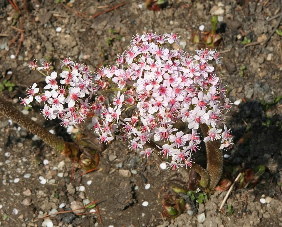 Pajzslevél / Darmera peltata 'Nana'