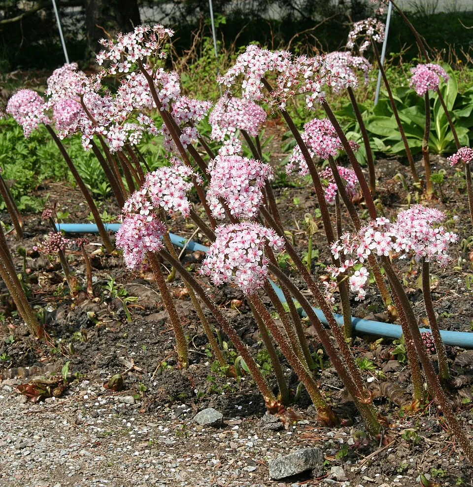 Pajzslevél / Darmera peltata 'Nana'