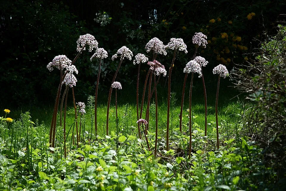 Pajzslevél / Darmera peltata 'Nana'