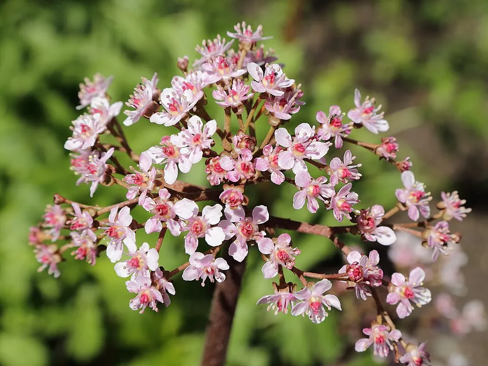Pajzslevél / Darmera peltata 'Nana'