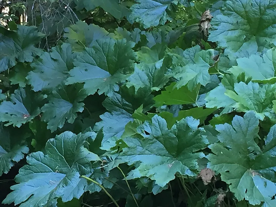 Pajzslevél / Darmera peltata 'Nana'