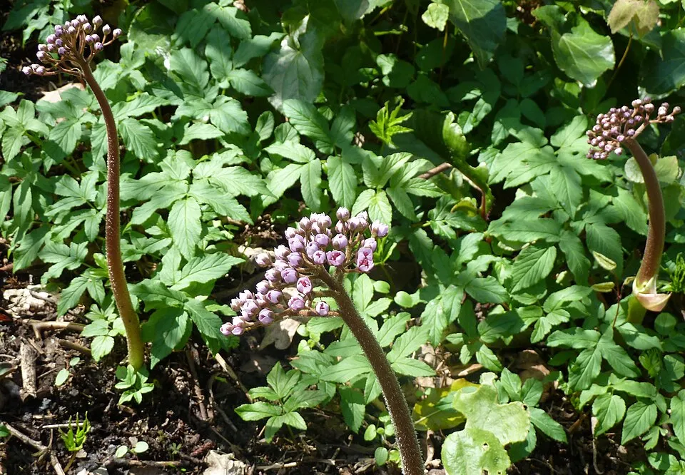 Pajzslevél / Darmera peltata 'Nana'