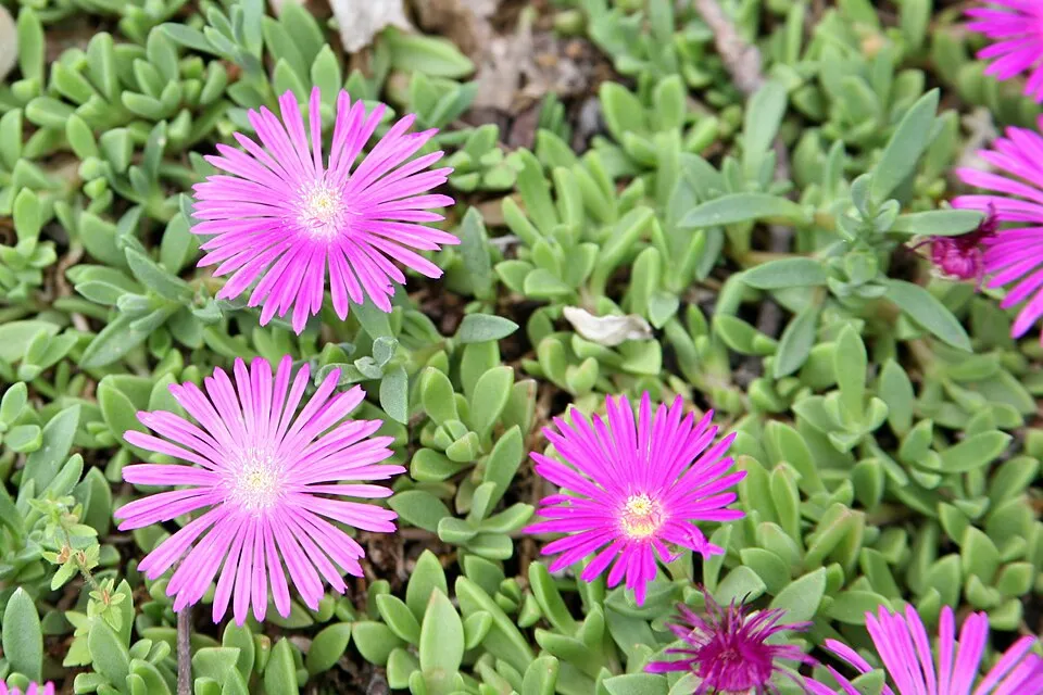 Kristályvirág / Delosperma 'Mountain Dew'