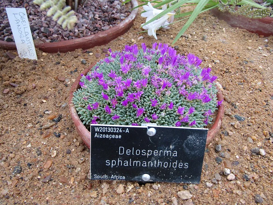 Kristályvirág / Delosperma 'Mountain Dew'