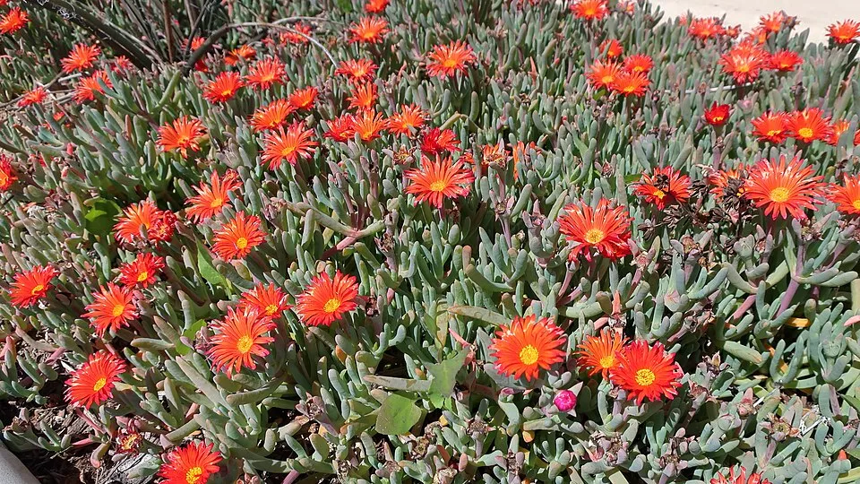 Kristályvirág / Delosperma 'Orange Crush'