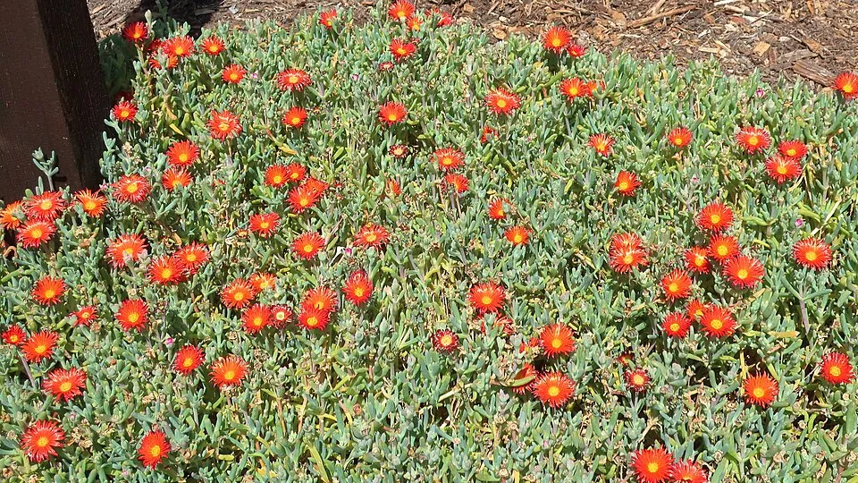 Kristályvirág / Delosperma 'Orange Crush'