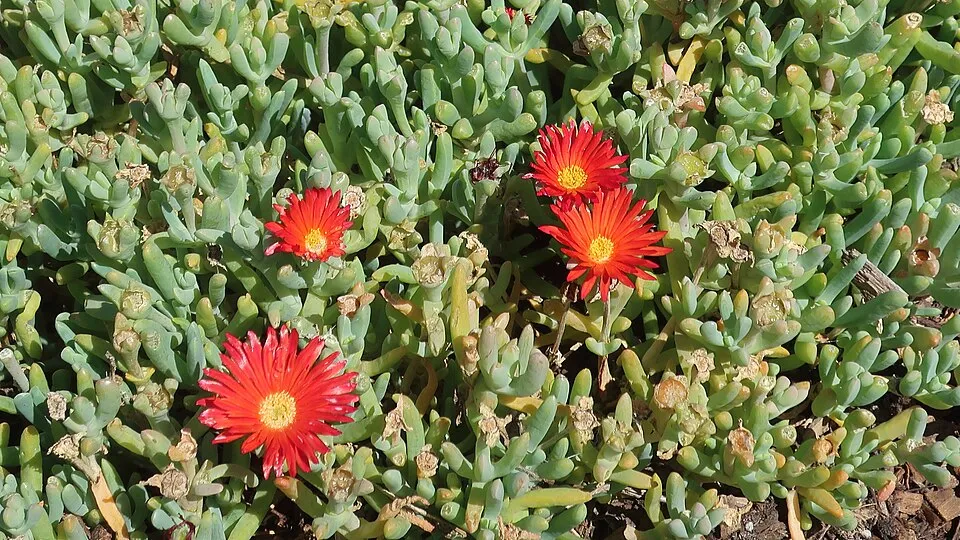 Kristályvirág / Delosperma 'Orange Crush'