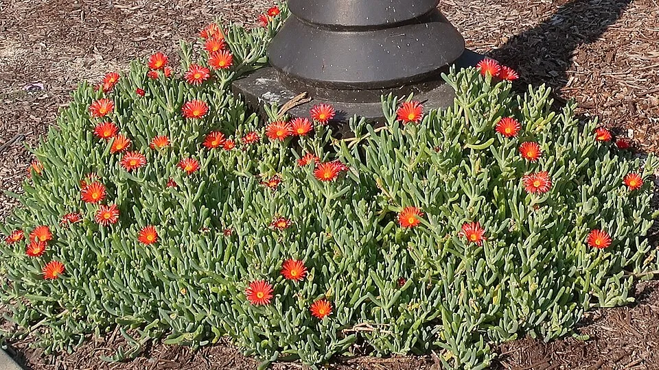 Kristályvirág / Delosperma 'Orange Crush'