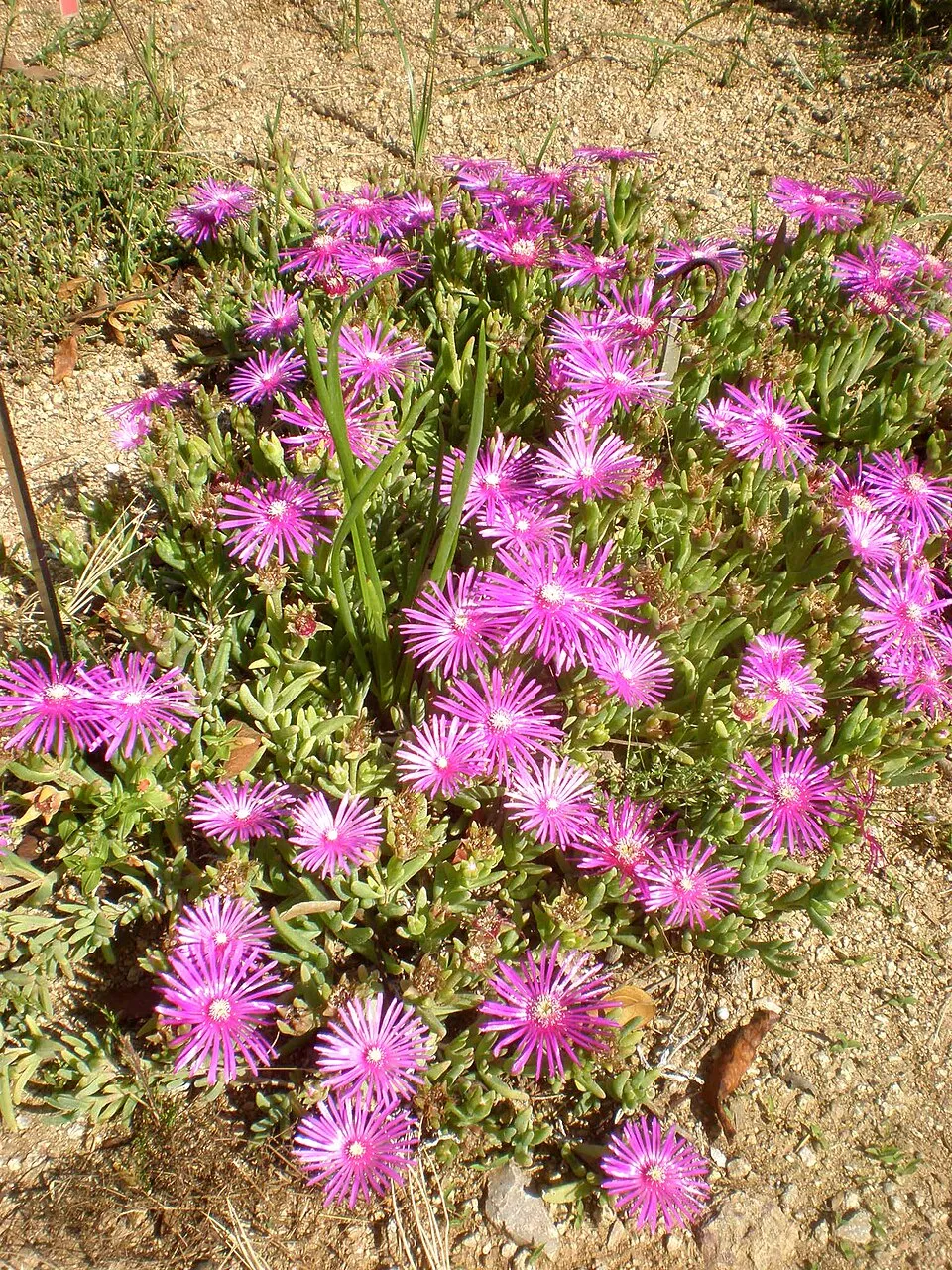 Bíborvörös kristályvirág / Delosperma cooperi OCEAN SUNSET 'Orange Vibe'