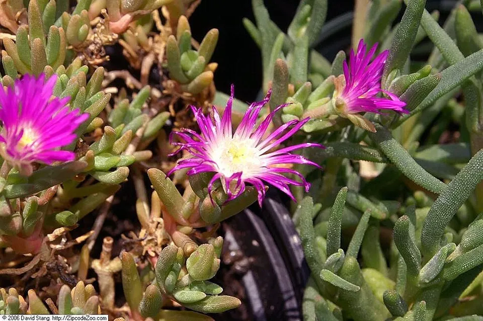Bíborvörös kristályvirág / Delosperma cooperi OCEAN SUNSET 'Orange Vibe'