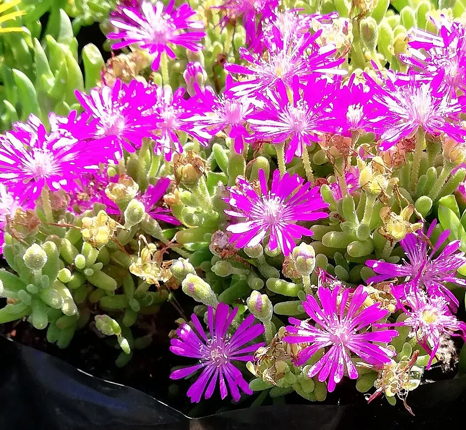 Bíborvörös kristályvirág / Delosperma cooperi OCEAN SUNSET 'Orange Vibe'