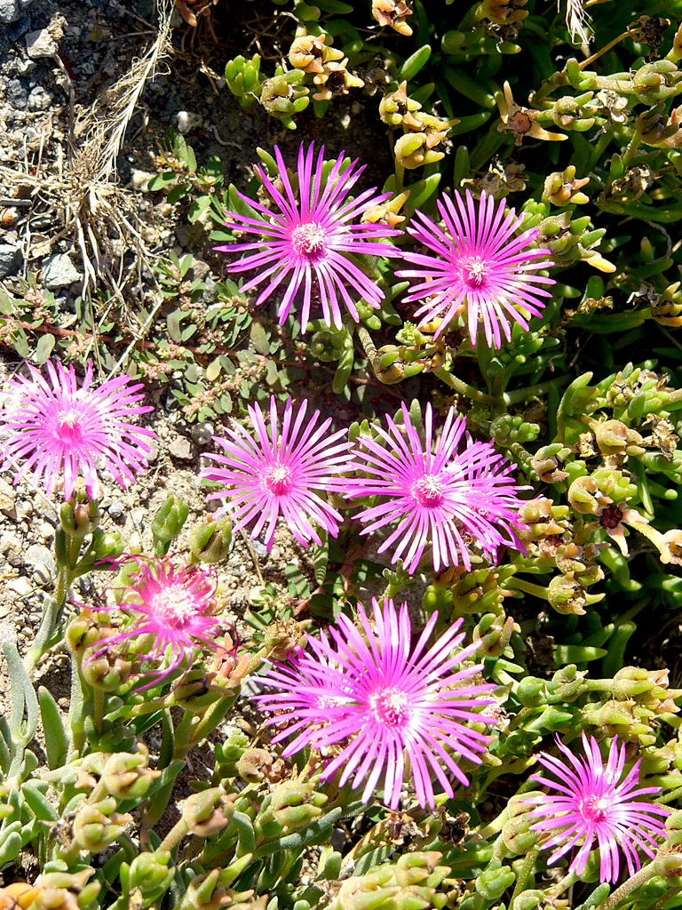 Bíborvörös kristályvirág / Delosperma cooperi OCEAN SUNSET 'Orange Vibe'