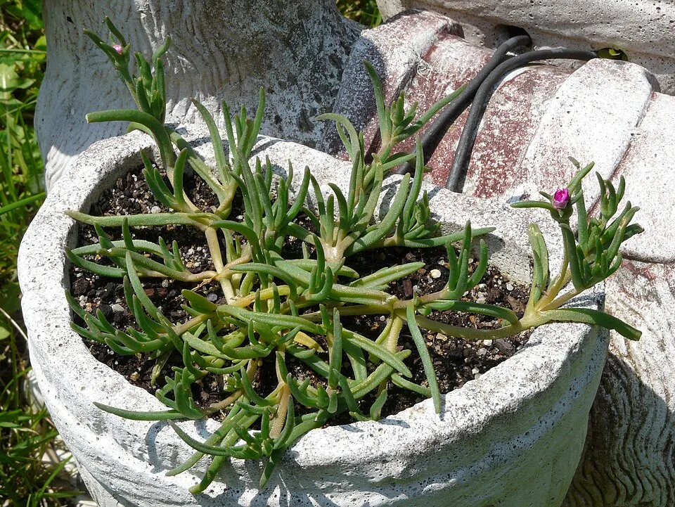 Bíborvörös kristályvirág / Delosperma cooperi OCEAN SUNSET 'Orange Vibe'