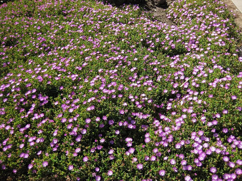 Bíborvörös kristályvirág / Delosperma cooperi OCEAN SUNSET 'Orange Vibe'