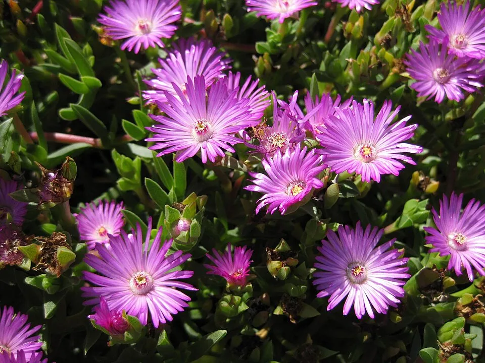 Bíborvörös kristályvirág / Delosperma cooperi OCEAN SUNSET 'Orange Vibe'
