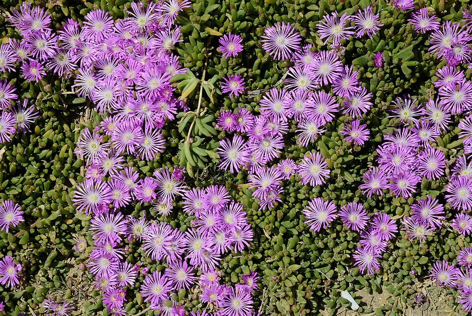 Bíborvörös kristályvirág / Delosperma cooperi OCEAN SUNSET 'Orange Vibe'