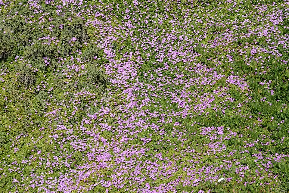 Bíborvörös kristályvirág / Delosperma cooperi OCEAN SUNSET 'Orange Vibe'