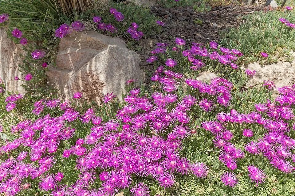 Bíborvörös kristályvirág / Delosperma cooperi OCEAN SUNSET 'Orange Vibe'