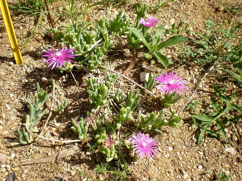 Bíborvörös kristályvirág / Delosperma cooperi OCEAN SUNSET 'Orange Vibe'