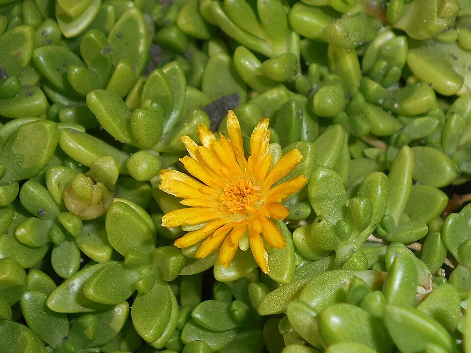 Sárga kristályvirág / Delosperma nubigenum