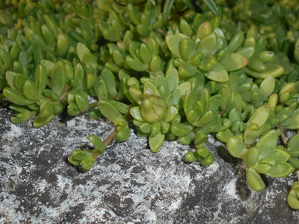 Sárga kristályvirág / Delosperma nubigenum