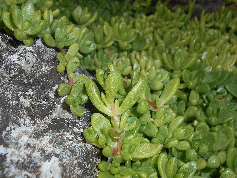 Sárga kristályvirág / Delosperma nubigenum
