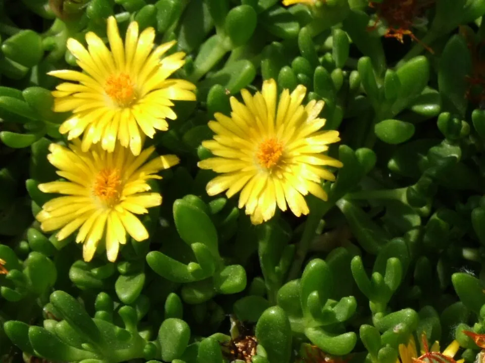 Sárga kristályvirág / Delosperma nubigenum