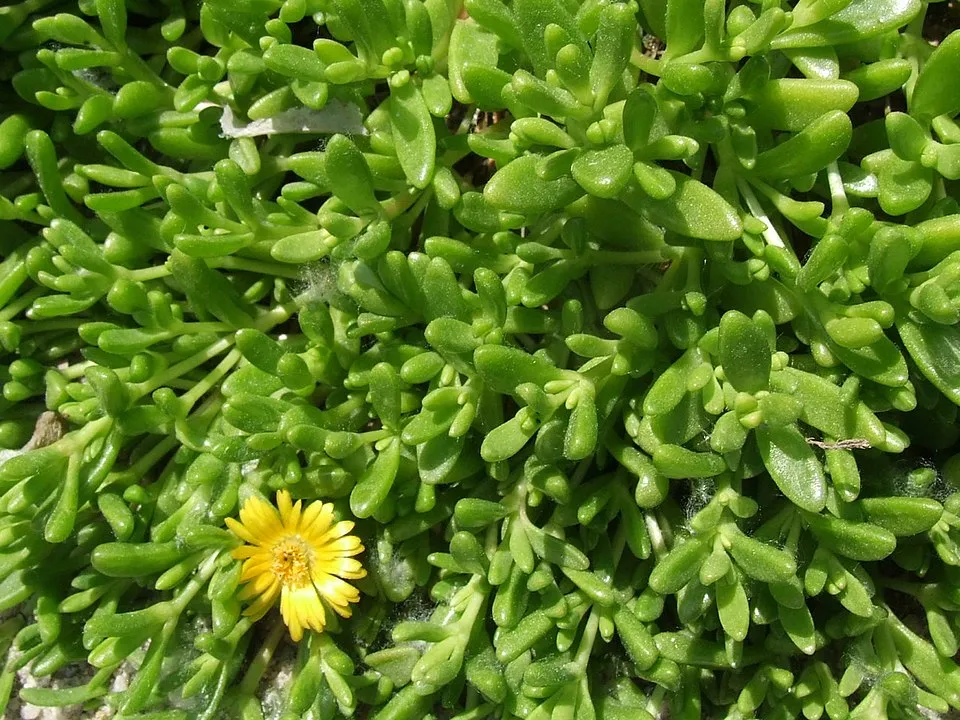 Sárga kristályvirág / Delosperma nubigenum