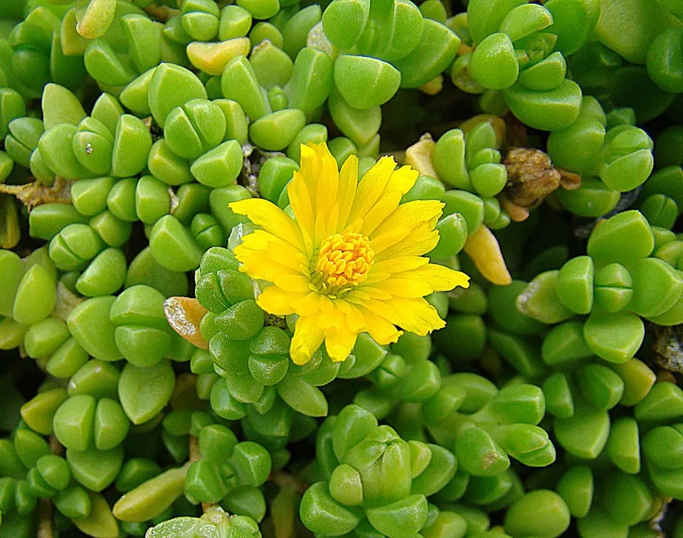 Sárga kristályvirág / Delosperma nubigenum