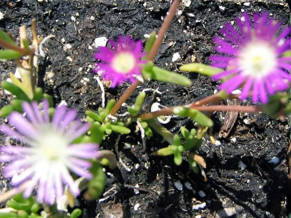 Sárga kristályvirág / Delosperma nubigenum