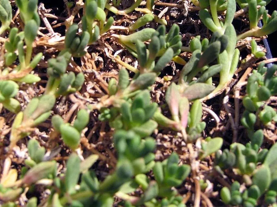 Sárga kristályvirág / Delosperma nubigenum