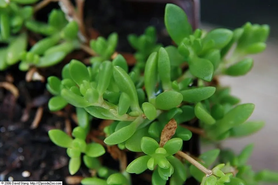 Sárga kristályvirág / Delosperma nubigenum