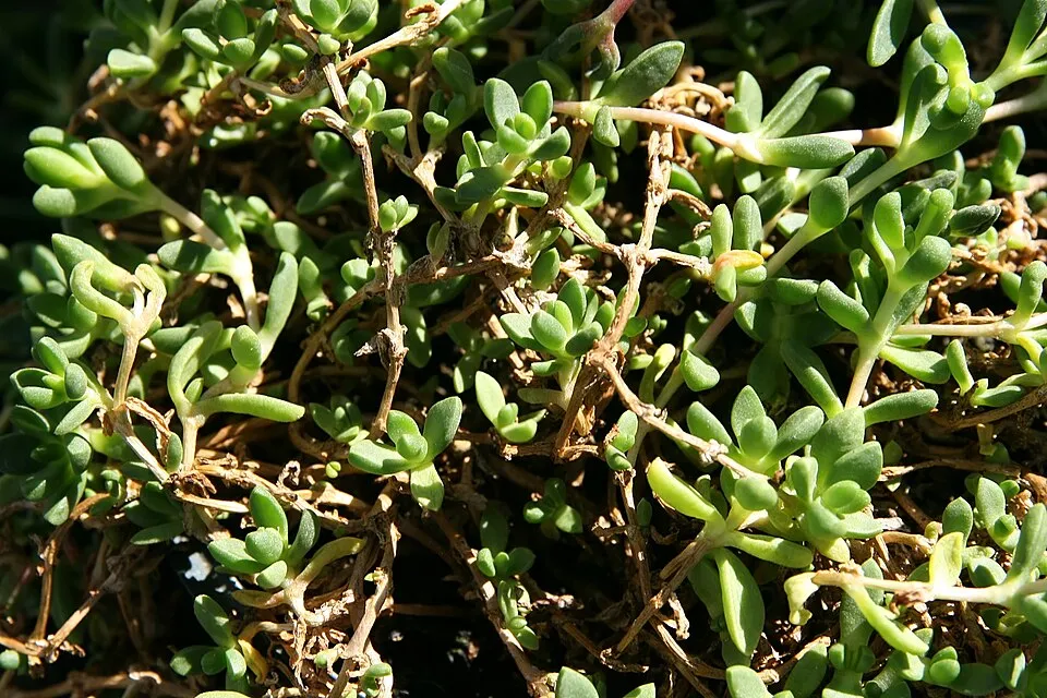 Sárga kristályvirág / Delosperma nubigenum