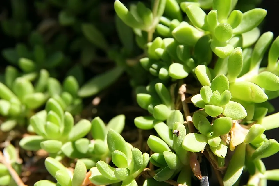Sárga kristályvirág / Delosperma nubigenum