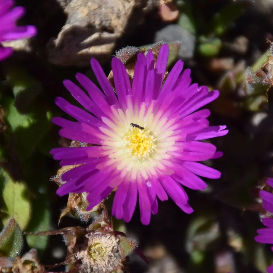 Kristályvirág / Delosperma sutherlandii