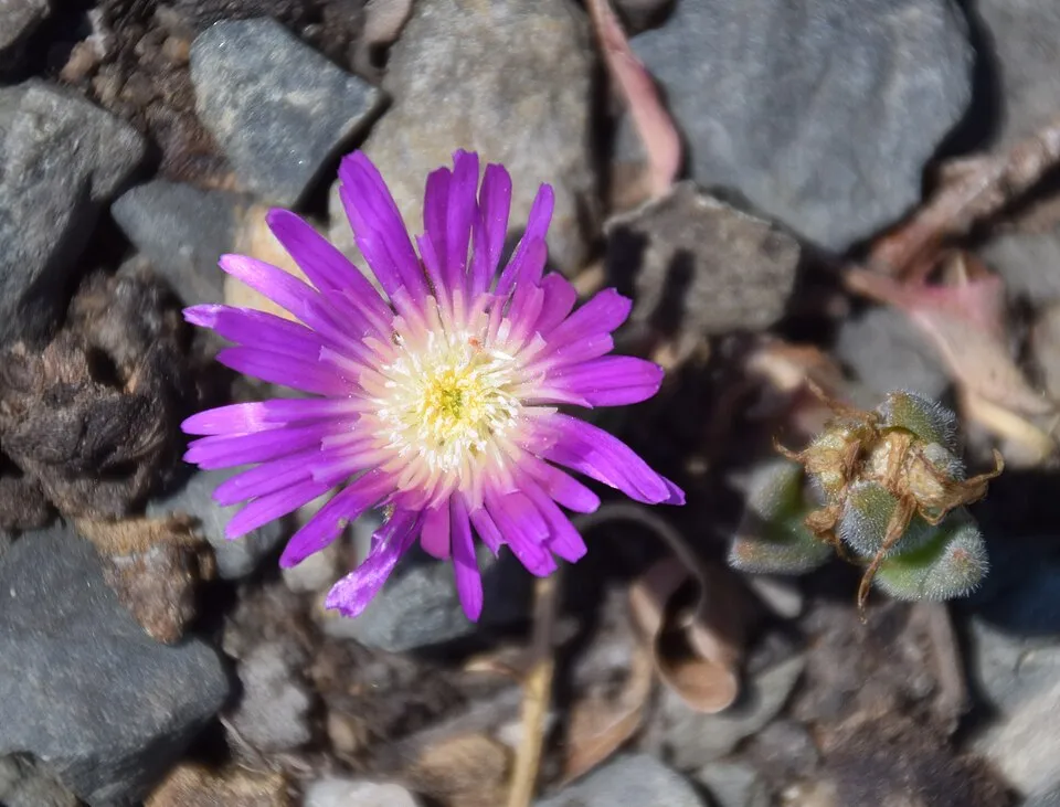 Kristályvirág / Delosperma sutherlandii