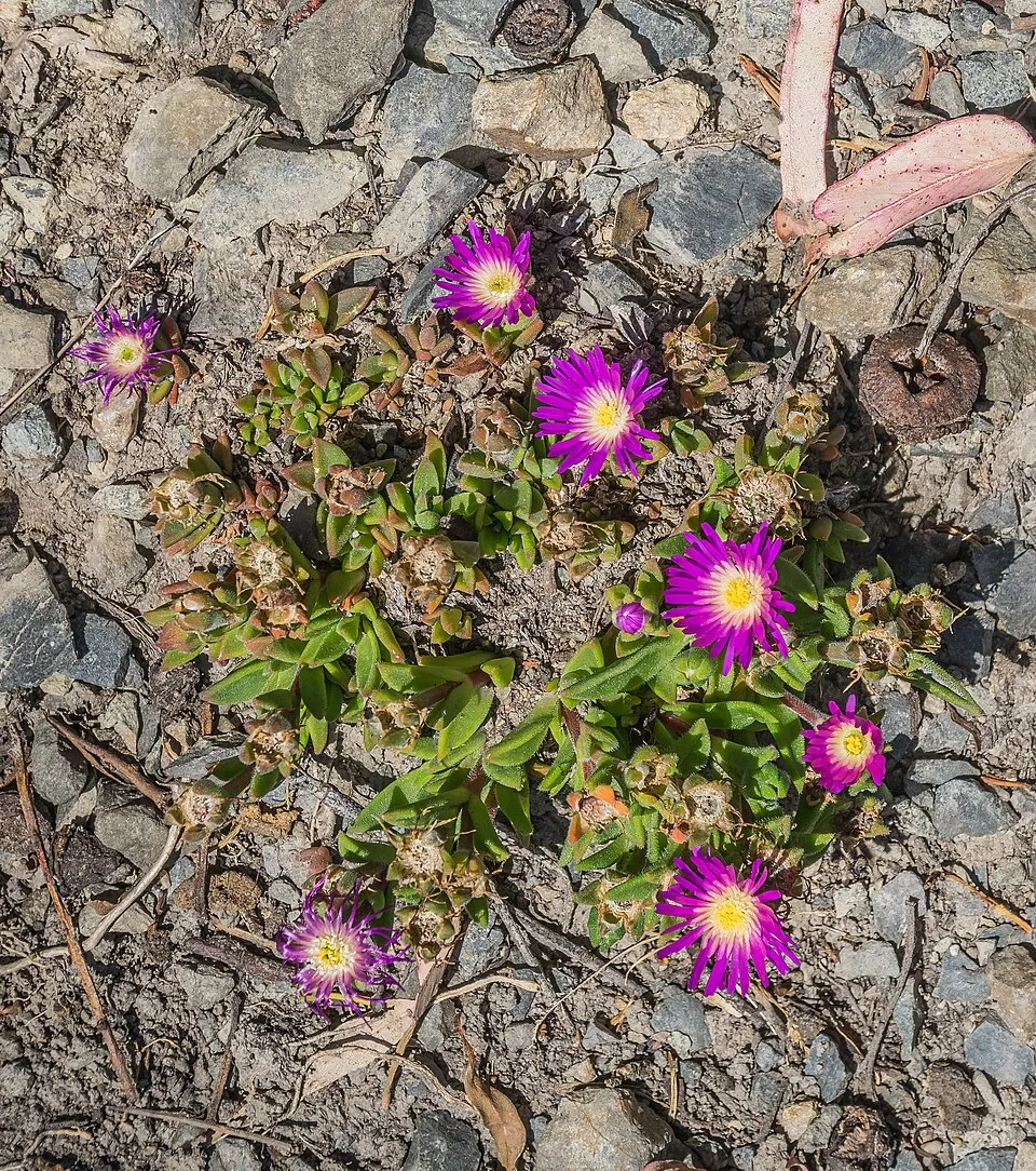 Kristályvirág / Delosperma sutherlandii