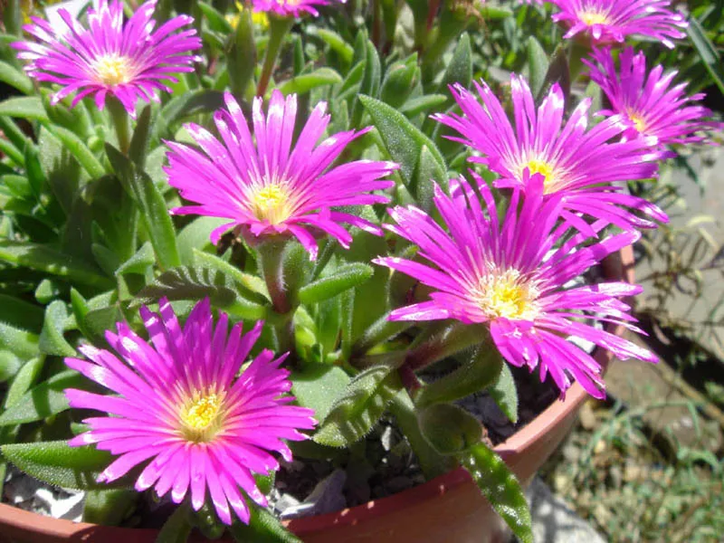 Kristályvirág / Delosperma sutherlandii